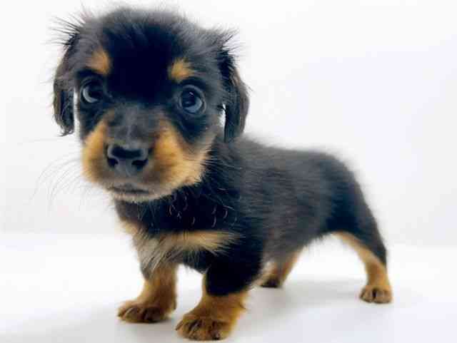 広島県のカニンヘンダックスフンド(ロング) (ひごペットフレンドリーフジグラン神辺店/2025年11月11日生まれ/男の子/ブラックタン)の子犬の3枚目の画像