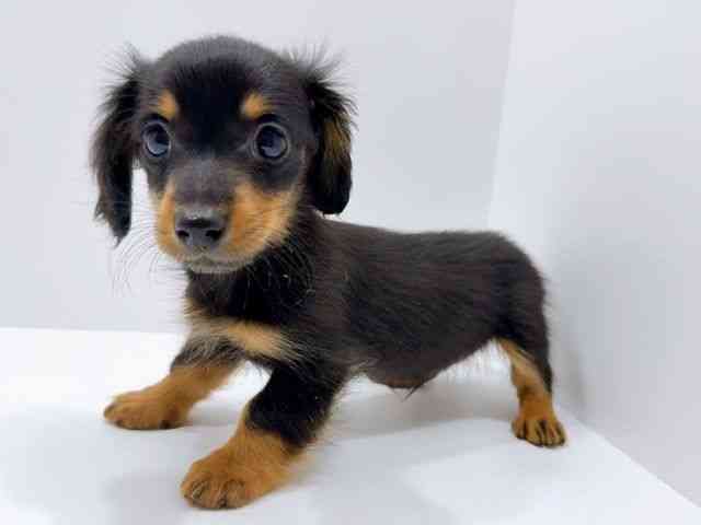 広島県のカニンヘンダックスフンド(ロング) (ひごペットフレンドリーフジグラン神辺店/2025年11月11日生まれ/男の子/ブラックタン)の子犬の3枚目の画像