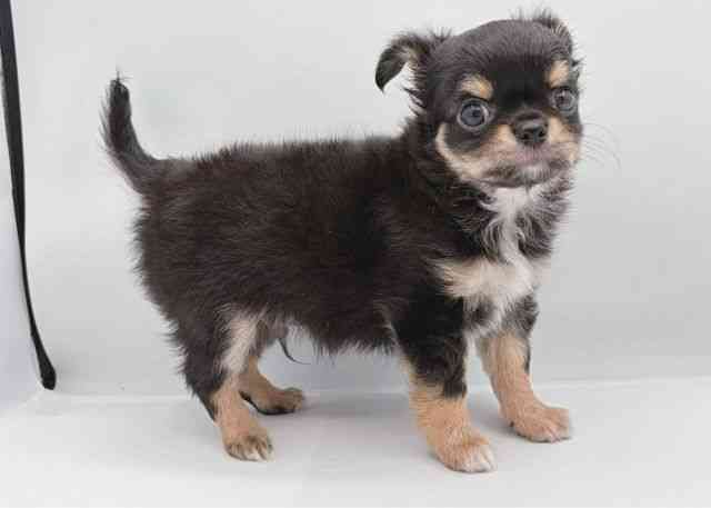 島根県のチワワ(ロング) (ひごペットフレンドリーイオン松江ショッピングセンター店/2025年11月8日生まれ/男の子/ブラックタンホワイト)の子犬の3枚目の画像