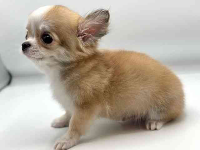 香川県のチワワ(ロング) (ひごペットフレンドリーゆめタウン高松店/2025年11月11日生まれ/男の子/フォーンホワイト)の子犬の3枚目の画像