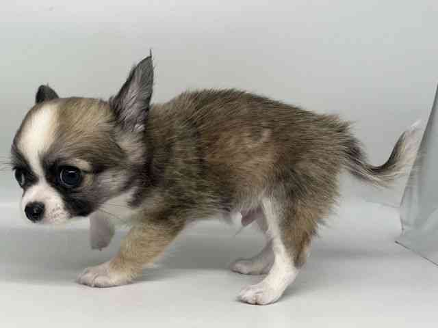 徳島県のチワワ(ロング) (ひごペットフレンドリーゆめタウン徳島店/2025年11月11日生まれ/男の子/フォーンホワイト)の子犬の3枚目の画像