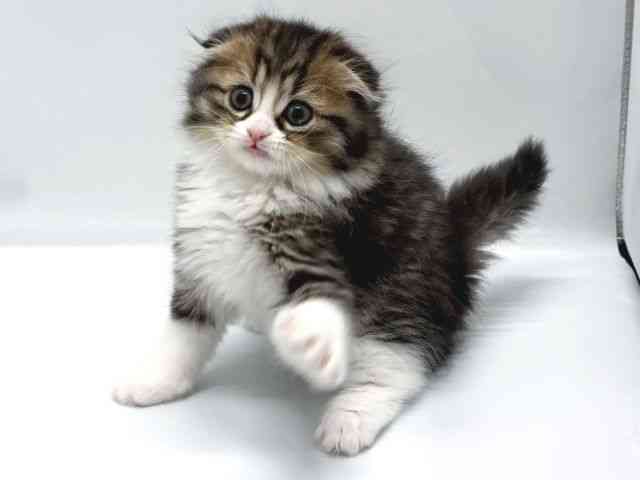 京都府のスコティッシュフォールド (ひごペットフレンドリー京都店/2025年11月11日生まれ/男の子/ブラウンタビーホワイト)の子猫の3枚目の画像