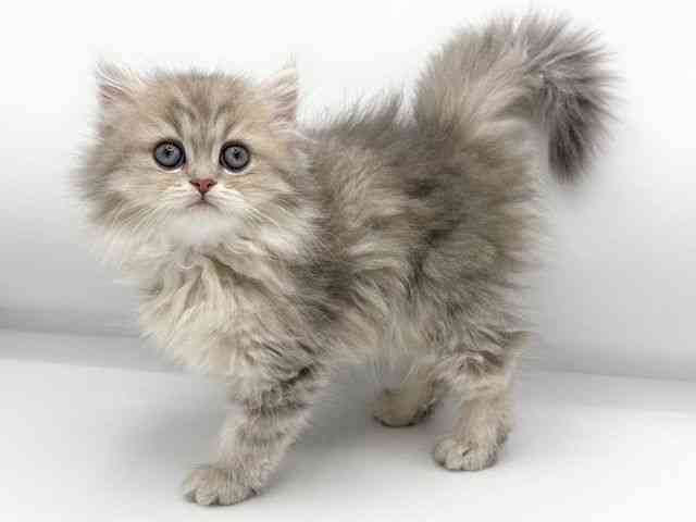 大阪府のペルシャ (ひごペットフレンドリーららぽーとEXPOCITY店/2025年11月7日生まれ/女の子/ブルーチンチラゴールデン)の子猫の3枚目の画像