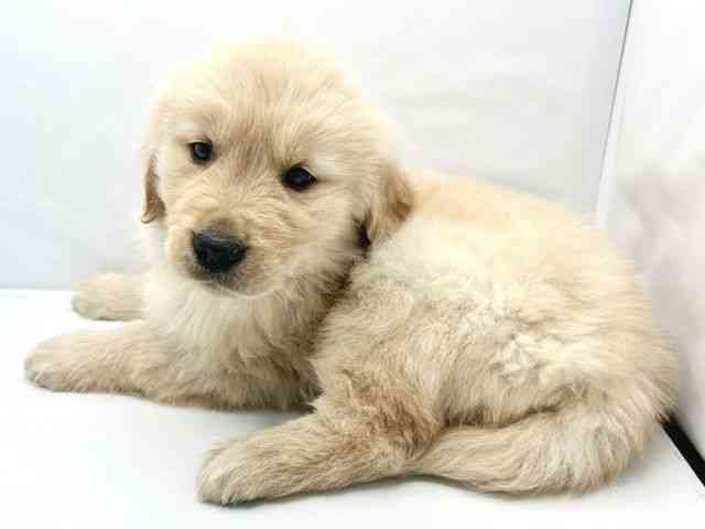 大阪府のハーフ犬・ミックス犬 (ひごペットフレンドリーイトーヨーカドー津久野店/2025年11月10日生まれ/男の子/ゴールド)の子犬の3枚目の画像