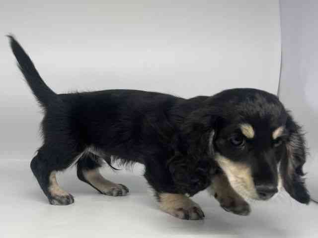 徳島県のカニンヘンダックスフンド(ロング) (ひごペットフレンドリーゆめタウン徳島店/2025年11月10日生まれ/男の子/ブラックイエロー)の子犬の3枚目の画像