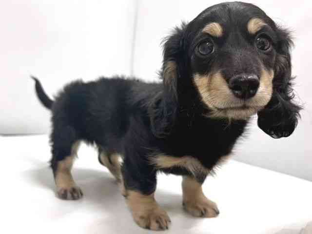 奈良県のカニンヘンダックスフンド(ロング) (ひごペットフレンドリー奈良パワーシティ店/2025年11月10日生まれ/男の子/ブラックタン)の子犬の3枚目の画像