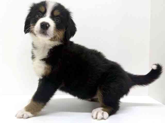 大阪府のバーニーズマウンテンドッグ (ひごペットフレンドリーくずはモール店/2025年11月11日生まれ/女の子/ブラックラストホワイト)の子犬の3枚目の画像