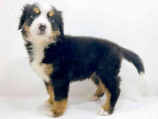 広島県のバーニーズマウンテンドッグ (ひごペットフレンドリーフジグラン神辺店/2025年11月11日生まれ/女の子/ブラックラストホワイト)の子犬の3枚目の画像