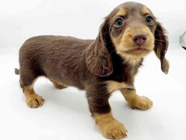 兵庫県のミニチュアダックスフンド(ロング) (ひごペットフレンドリーコロワ甲子園店/2025年11月8日生まれ/男の子/チョコレートタン)の子犬の3枚目の画像