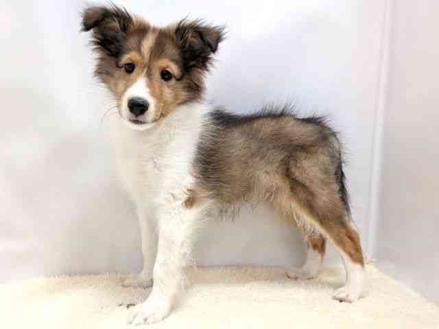 広島県のシェットランドシープドッグ (ひごペットフレンドリーゆめタウン廿日市店/2025年11月9日生まれ/男の子/セーブルホワイト)の子犬の3枚目の画像