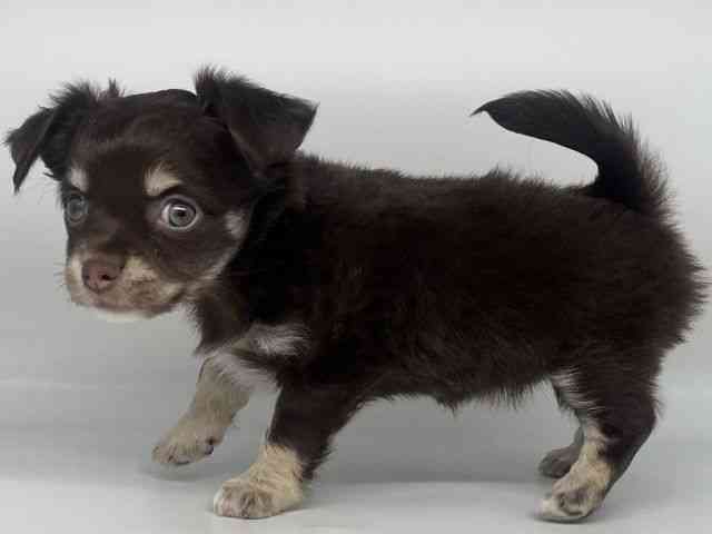 徳島県のチワワ(ロング) (ひごペットフレンドリーゆめタウン徳島店/2025年11月10日生まれ/女の子/チョコレートタンホワイト)の子犬の3枚目の画像