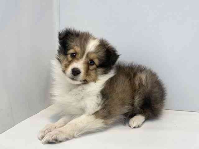 大阪府のシェットランドシープドッグ (ひごペットフレンドリーセブンパーク天美店/2025年11月9日生まれ/女の子/セーブルホワイト)の子犬の3枚目の画像