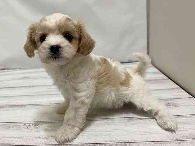 和歌山県のハーフ犬・ミックス犬 (ひごペットフレンドリーパームシティ和歌山店/2025年11月11日生まれ/女の子/ブレンハイム)の子犬の3枚目の画像