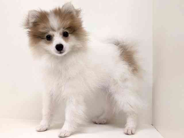 福岡県のポメラニアン (ひごペットフレンドリーリバーウォーク北九州店/2025年11月5日生まれ/女の子/パーティーカラー)の子犬の3枚目の画像