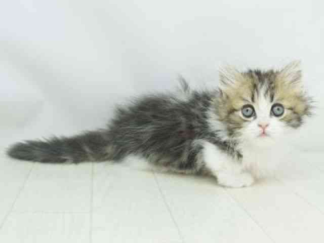 福岡県のマンチカン (ひごペットフレンドリーゆめタウン筑紫野店/2025年10月19日生まれ/女の子/ブラウンタビーホワイト)の子猫の3枚目の画像