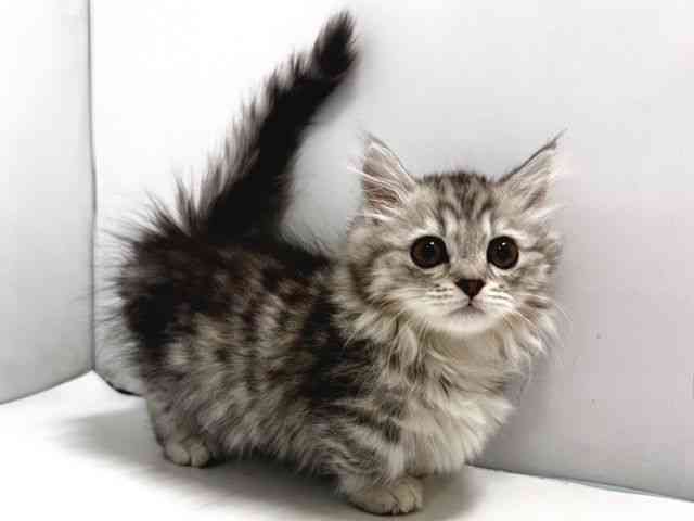 奈良県のミヌエット (ひごペットフレンドリー奈良パワーシティ店/2025年11月5日生まれ/男の子/チンチラシルバー)の子猫の3枚目の画像