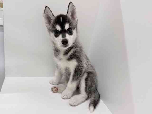 広島県のシベリアンハスキー (ひごペットフレンドリーゆめタウン廿日市店/2025年11月10日生まれ/女の子/シルバーホワイト)の子犬の3枚目の画像