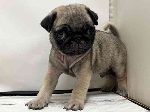 和歌山県のパグ (ひごペットフレンドリーパームシティ和歌山店/2025年11月8日生まれ/男の子/フォーン)の子犬の3枚目の画像