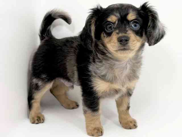 京都府のチワックス(チワワ×ダックス) (ひごペットフレンドリーイズミヤショッピングセンター八幡店/2025年11月10日生まれ/男の子/シルバーダップル)の子犬の3枚目の画像