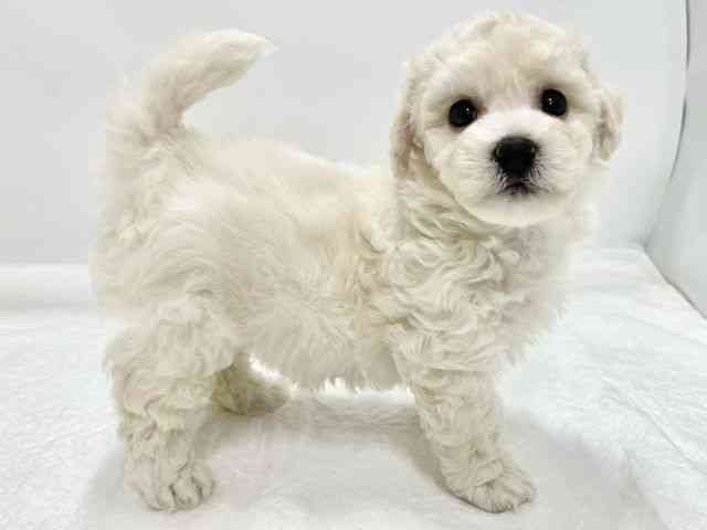 高知県のビションフリーゼ (ひごペットフレンドリーイオンモール高知店/2025年11月9日生まれ/女の子/ホワイト)の子犬の3枚目の画像