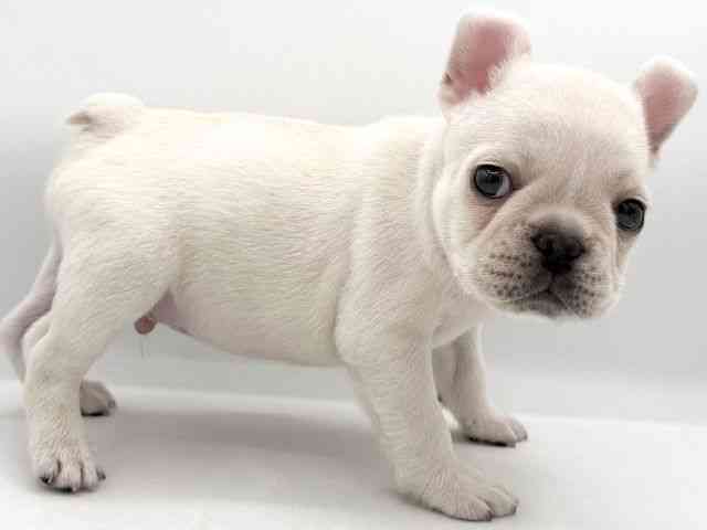 大阪府のフレンチブルドッグ (ひごペットフレンドリーイオンそよら海老江店/2025年11月11日生まれ/男の子/クリーム)の子犬の3枚目の画像