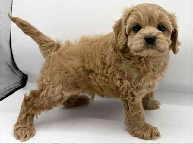 大阪府のコッカプー(アメリカンコッカースパニエル×プードル) (ひごペットフレンドリーららぽーとEXPOCITY店/2025年11月9日生まれ/男の子/バフ)の子犬の3枚目の画像