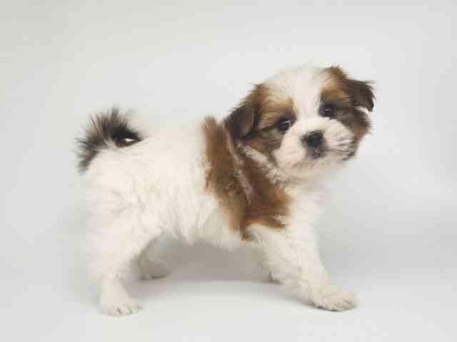 大阪府のポメズー/ポメシーズ(ポメラニアン×シーズー) (ひごペットフレンドリー泉ヶ丘店/2025年11月9日生まれ/男の子/ホワイトゴールド)の子犬の3枚目の画像