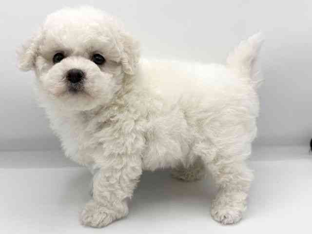 大阪府のビションフリーゼ (ひごペットフレンドリーららぽーとEXPOCITY店/2025年11月7日生まれ/女の子/ホワイト)の子犬の3枚目の画像