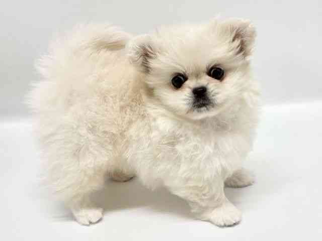 大阪府のペキポメ/ポメペキ(ペキニーズ×ポメラニアン) (ひごペットフレンドリーイオンタウン豊中庄内店/2025年11月10日生まれ/女の子/クリーム)の子犬の3枚目の画像