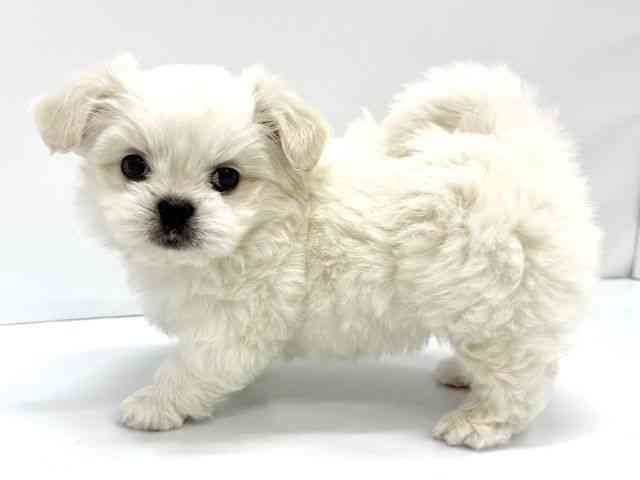 大阪府のペキマル/マルペキ(ペキニーズ×マルチーズ) (ひごペットフレンドリーイオンタウン茨木太田店/2025年11月10日生まれ/男の子/ホワイト)の子犬の3枚目の画像