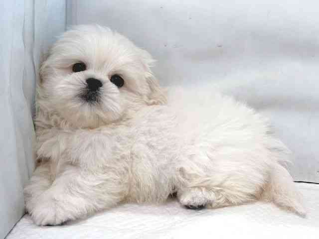 大阪府のペキマル/マルペキ(ペキニーズ×マルチーズ) (ひごペットフレンドリー堺プラットプラット店/2025年11月10日生まれ/男の子/ホワイトクリーム)の子犬の3枚目の画像