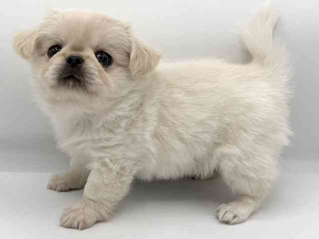 大阪府のチワペキ/ペキチー/ペキチワ(チワワ×ペキニーズ) (ひごペットフレンドリーららぽーとEXPOCITY店/2025年11月9日生まれ/男の子/クリームホワイト)の子犬の3枚目の画像