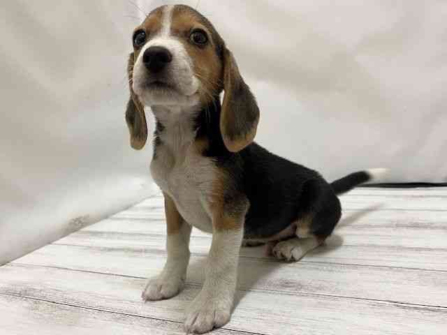 和歌山県のビーグル (ひごペットフレンドリーパームシティ和歌山店/2025年11月5日生まれ/男の子/ハウンドカラー)の子犬の3枚目の画像