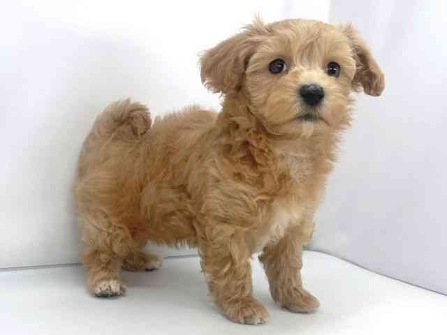 兵庫県のマルプー(マルチーズ×プードル) (ひごペットフレンドリーイオンタウン加古川店/2025年11月9日生まれ/男の子/アプリコット)の子犬の3枚目の画像