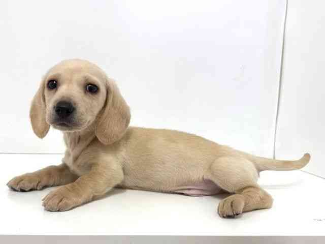 大阪府のミニチュアダックスフンド(スムース) (ひごペットフレンドリーベルファⅡ都島店/2025年11月5日生まれ/男の子/イエロー)の子犬の3枚目の画像