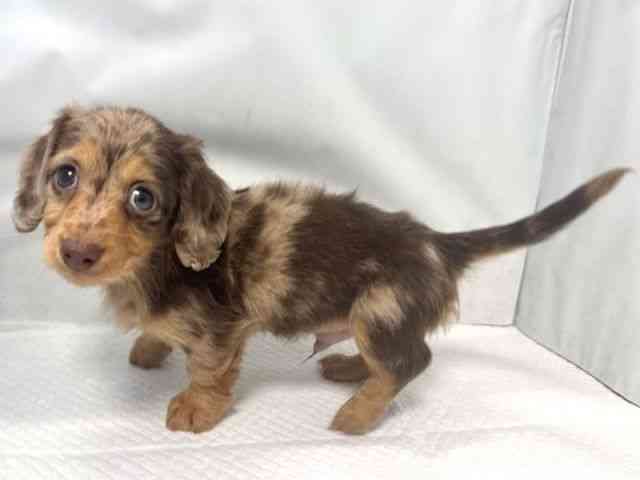 大阪府のミニチュアダックスフンド(ロング) (ひごペットフレンドリー堺プラットプラット店/2025年11月10日生まれ/男の子/チョコレートダップル)の子犬の3枚目の画像