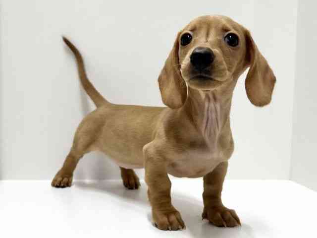 愛知県のミニチュアダックスフンド(スムース) (ひごペットフレンドリーららぽーと名古屋みなとアクルス店/2025年11月10日生まれ/女の子/ゴールド)の子犬の3枚目の画像