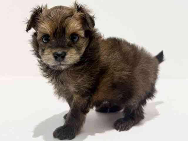 大阪府のチワプー/プーチー(チワワ×プードル) (ひごペットフレンドリーイオン高槻店/2025年11月8日生まれ/男の子/チョコレートタン)の子犬の3枚目の画像