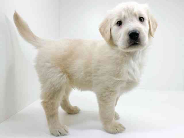 京都府のゴールデンレトリバー (ひごペットフレンドリーイズミヤショッピングセンター八幡店/2025年11月11日生まれ/男の子/ゴールデン)の子犬の3枚目の画像