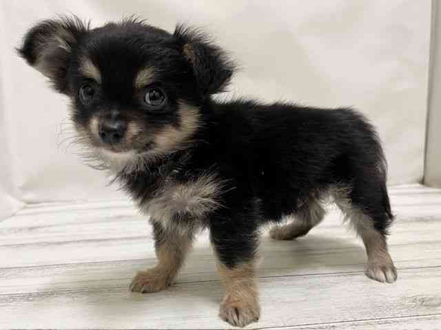 和歌山県のチワワ(ロング) (ひごペットフレンドリーパームシティ和歌山店/2025年11月1日生まれ/男の子/ブラックタン)の子犬の3枚目の画像