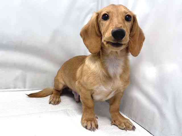 大阪府のミニチュアダックスフンド(スムース) (ひごペットフレンドリー堺プラットプラット店/2025年11月10日生まれ/男の子/ゴールド)の子犬の3枚目の画像