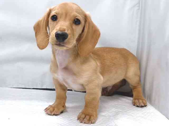 大阪府のミニチュアダックスフンド(スムース) (ひごペットフレンドリー堺プラットプラット店/2025年11月10日生まれ/男の子/ゴールド)の子犬の3枚目の画像