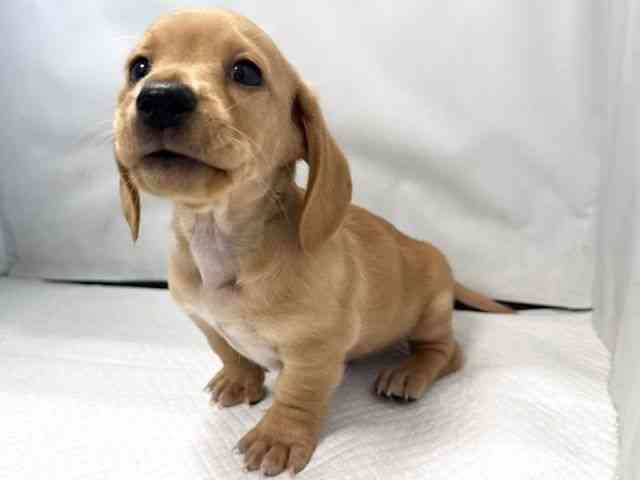 大阪府のミニチュアダックスフンド(スムース) (ひごペットフレンドリー堺プラットプラット店/2025年11月10日生まれ/男の子/ゴールド)の子犬の3枚目の画像