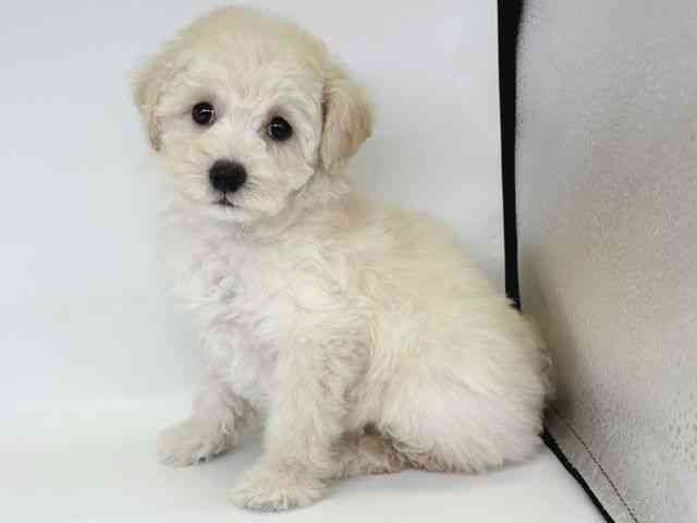 大阪府のトイプードル(トイ) (ひごペットフレンドリー瓜破店/2025年11月12日生まれ/女の子/ホワイト)の子犬の3枚目の画像
