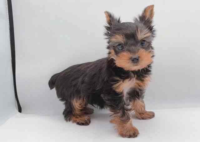 島根県のヨークシャーテリア (ひごペットフレンドリーイオン松江ショッピングセンター店/2025年11月12日生まれ/男の子/スチールブルータン)の子犬の3枚目の画像