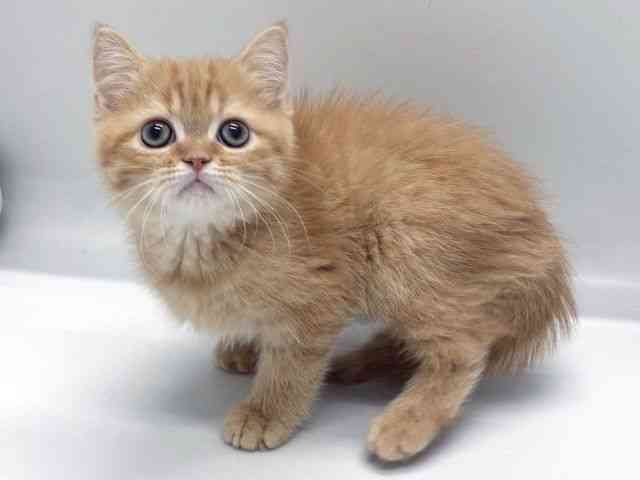 京都府のエキゾチック (ひごペットフレンドリー京都店/2025年10月28日生まれ/男の子/レッドタビー)の子猫の3枚目の画像