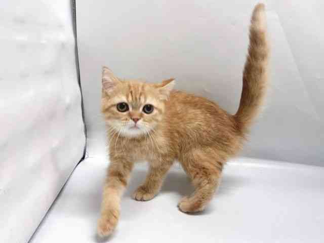 京都府のエキゾチック (ひごペットフレンドリー京都店/2025年10月28日生まれ/男の子/レッドタビー)の子猫の3枚目の画像