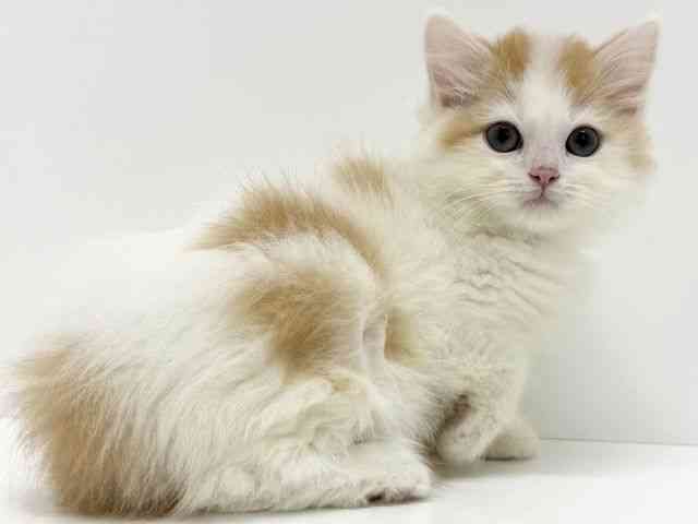 大阪府のスコティッシュフォールド (ひごペットフレンドリーくずはモール店/2025年11月1日生まれ/女の子/レッドタビーホワイト)の子猫の3枚目の画像