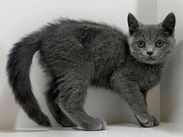 奈良県のスコティッシュフォールド (ひごペットフレンドリーイオンモール橿原ウエスト・ビレッジ店/2025年11月4日生まれ/女の子/ブルー)の子猫の3枚目の画像