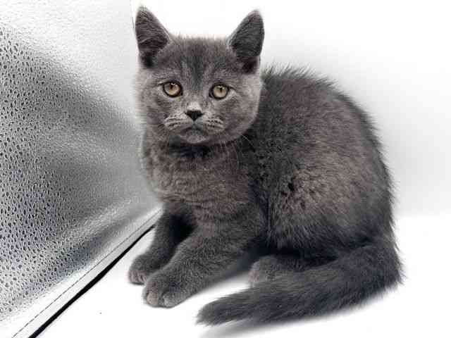 京都府のスコティッシュフォールド (ひごペットフレンドリーイオンモール高の原店/2025年11月4日生まれ/男の子/ブルー)の子猫の3枚目の画像